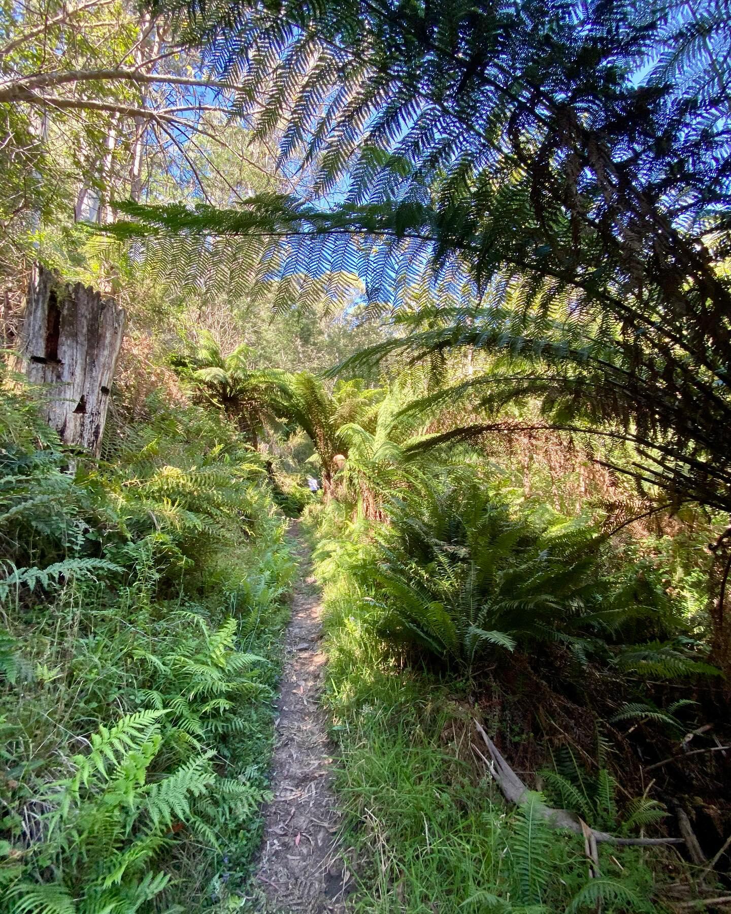 Mansfield Bushwalks